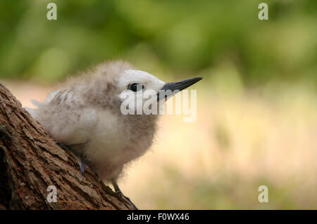 Seychellen. 15. Oktober 2014. Fee, weiße Tern Vogel oder Heiligen Geist Vogel (Gygis Alba) Baby, Denis Island, Seychellen © Andrey Nekrassow/ZUMA Wire/ZUMAPRESS.com/Alamy Live-Nachrichten Stockfoto