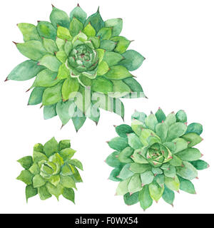 Handgemalte Zeichnung mit drei grünen tropischen Pflanzen isoliert auf weißem Hintergrund, Sempervivum botanische illustration Stockfoto