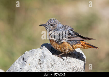 Die gemeine Steindrossel (Monticola saxatilis) Stockfoto