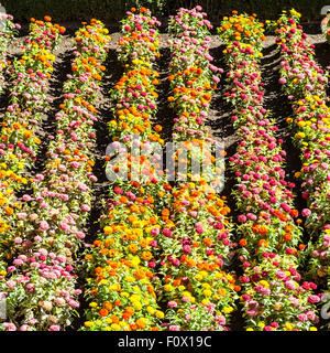 Tagetes farbigen Feld, während Frühjahrssaison kultiviert Stockfoto