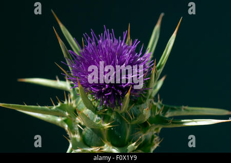 Mariendistel, Silybum, Marianum, Distel Stockfoto