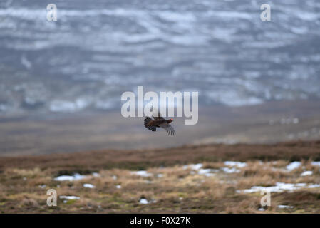 Wildvögel fotografiert in Northumberland Stockfoto