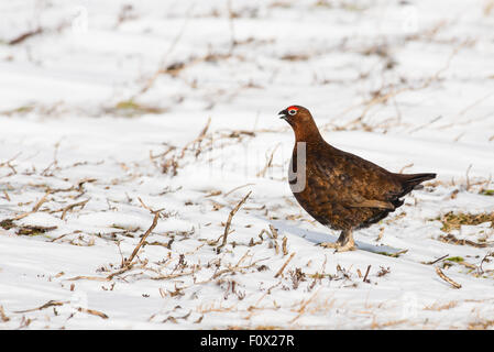 Wildvögel fotografiert in Northumberland Stockfoto