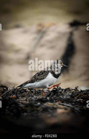 Wildvögel fotografiert in Northumberland Stockfoto