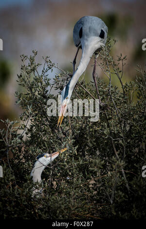 Wildvögel fotografiert in Northumberland Stockfoto