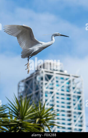 Seidenreiher Stadt Natur, Wasser, Vogel, Reiher, Urban Wildlife Garzetta, Tierwelt, Egretta, Wasservögel, wild, wenig, Ornithologie, Stockfoto