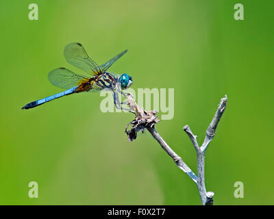 Blaue Dasher Libelle Stockfoto