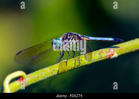 Blaue Dasher Libelle Stockfoto