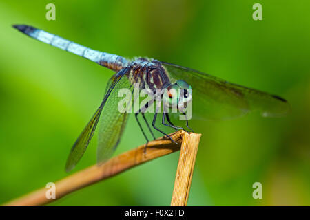 Blaue Dasher Libelle Stockfoto