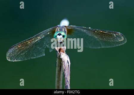 Blaue Dasher Libelle Stockfoto