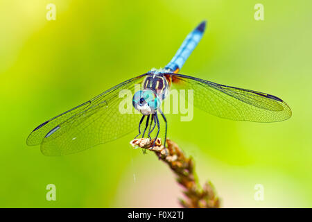 Blaue Dasher Libelle Stockfoto