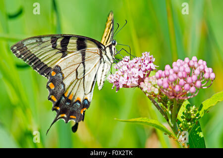 Tiger Schwalbenschwanz Schmetterling Fütterung auf Blumen Stockfoto