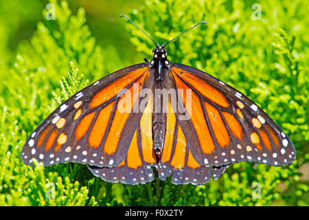 Monarch-Schmetterling Stockfoto