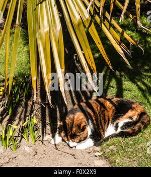 schlafen, Katze entspannen in der Sonne Baden unter dem Baum Ray Boswell Stockfoto