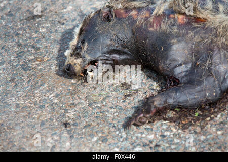 Toten Dachs, Road Kill. Stockfoto