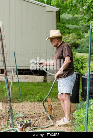 Ein senior Mann mit Hut, die Bewässerung im Hausgarten Gemüsegarten. USA. Stockfoto