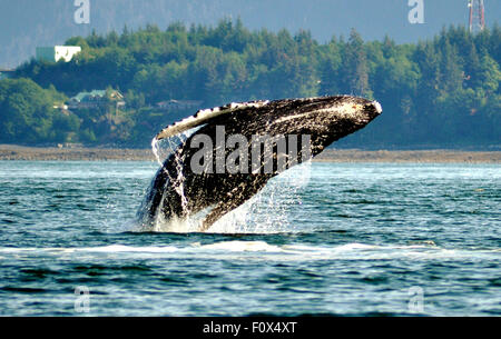 Buckelwal Verletzung aus dem Wasser. Aufgenommen in der Nähe von Juneau in Alaska im Mai 2015. Stockfoto