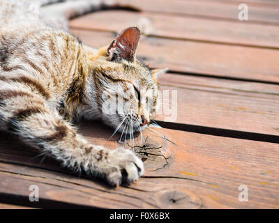 Faule Tabby Katze liegend auf einem Holz, helle Farben Stockfoto