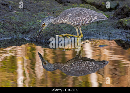 Gelb-gekrönter Nachtreiher (Nyctanassa Violacea) im Mangrovensumpf. Ding Darling National Wildlife Refuge, Florida, USA. Stockfoto