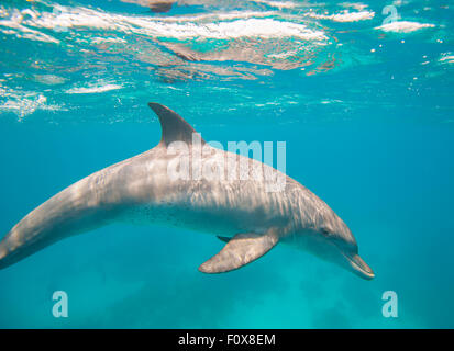 Wilde Tümmler Tursiops Truncatus Schwimmen unter Wasser in einer sandigen Lagune Stockfoto