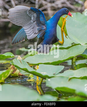 Amerikanische lila Gallinule (Porphyrio Martinica) laufen Stockfoto