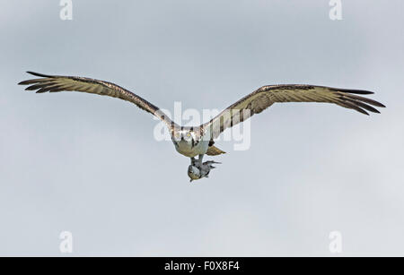 Fischadler (Pandion Haliaetus) fliegen mit Fisch. Everglades-Nationalpark, Florida, USA. Stockfoto