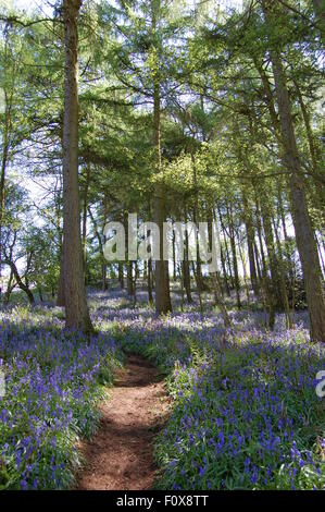 Der Weg durch die Glockenblumen auf Clent Hügel. Stockfoto