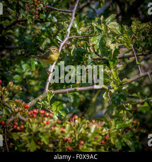 Zilpzalp, eine kurze Pause zwischen huschen in die und aus den Zweigen, die auf der Suche nach Insekten. Stockfoto