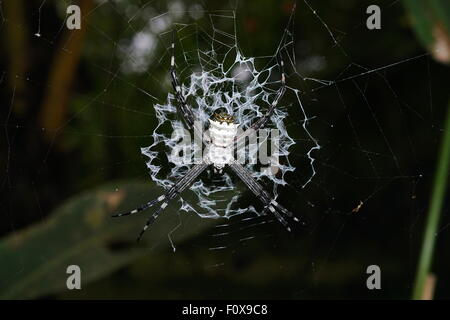 Silber Argiope Spider Argiope Argentata, auf ihrer Web, Costa Rica, Mittelamerika Stockfoto