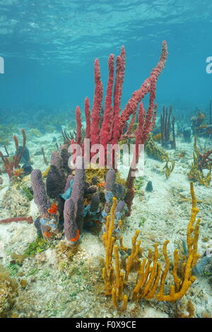 Bunte Schwämme unter Wasser auf dem Meeresboden der Karibik, Panama, Mittelamerika Stockfoto