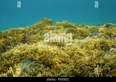 Unterwasserlandschaft, Meeresboden fallenden Kolonien von verzweigten Feuer Korallen, Millepora Alcicornis, Karibik, Panama Stockfoto