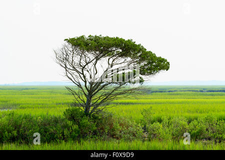 Ein einzelner Wind fegte Live Eiche steht hoch über dem Salzwasser Moor- und Cordgrass in der Nähe von Garden City und Murrells Inlet, SC Stockfoto