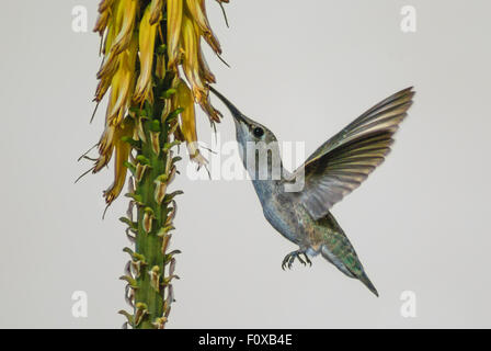 Eine weibliche Anna Kolibri im Flug, öffnen Flügel, Fütterung auf gelbe Blumen, aufgenommen in Kalifornien, USA Stockfoto