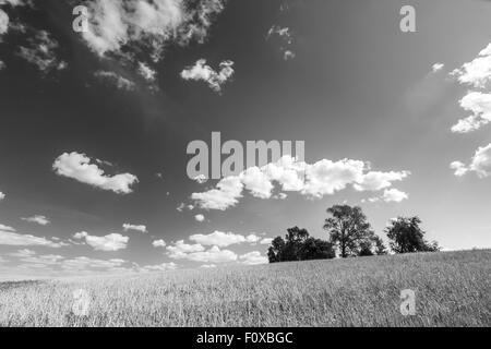 Stoppelfeld unter Himmel mit weißen Wolken. Schwarz / weiß Foto. Sommer-Landschaft. Polnische Landschaft. Stockfoto