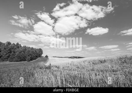 Stoppelfeld unter Himmel mit weißen Wolken. Schwarz / weiß Foto. Sommer-Landschaft. Polnische Landschaft. Stockfoto