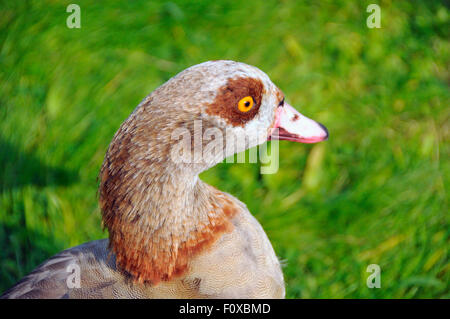 Nilgans (Alopochen Aegyptiaca) bei Wildllife Feuchtgebiet Center in London, England Stockfoto