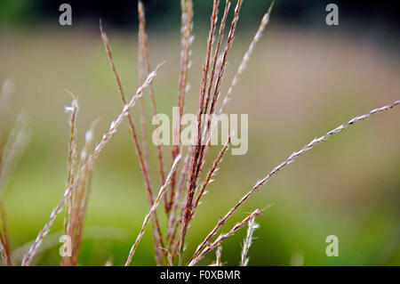 Große Bluestem Rasen in der Wind am Feuchtgebiet Center in London, England Stockfoto