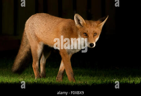 Rotfuchs urban Stockfoto