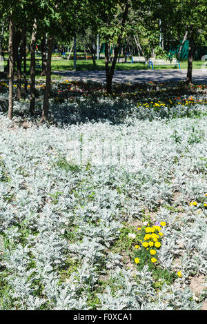 Blumenbeet mit Zinerarie (Jacobaea) Maritima (Dusty Miller, Silber Staub) Anlage in städtischen Garten im Sommertag Stockfoto