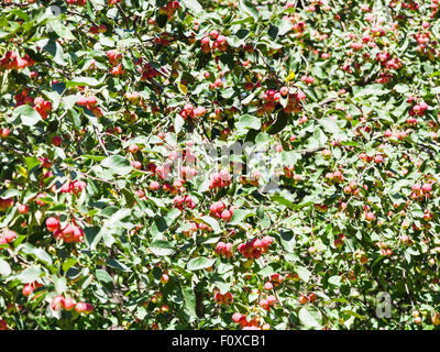 viele Reife rote wilde Äpfel am Baum im Wald im Sommer Stockfoto