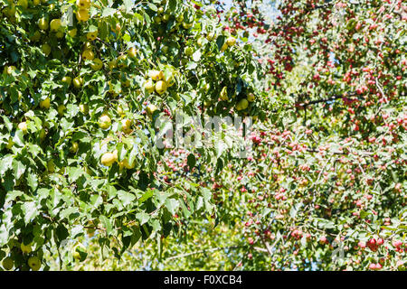 gelbe und rote Äpfel auf den Bäumen im Wald im Sommer Stockfoto
