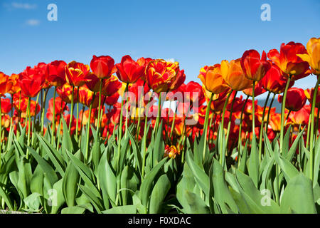 Eine Gruppe von roten und gelben Bunte Tulpen vor einem blauen Himmelshintergrund an einem sonnigen Frühlingstag. Stockfoto