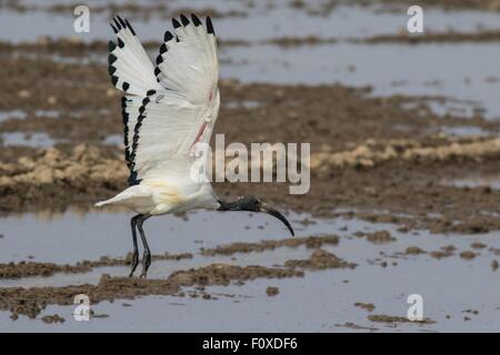 Sacred Ibis im Flug Stockfoto