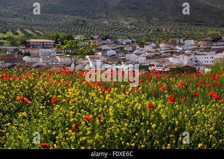 Rote Mohnblumen und gelbe Rakete Unkraut über Puerto Lope Dorf Ackerland Andalusien Spanien Stockfoto