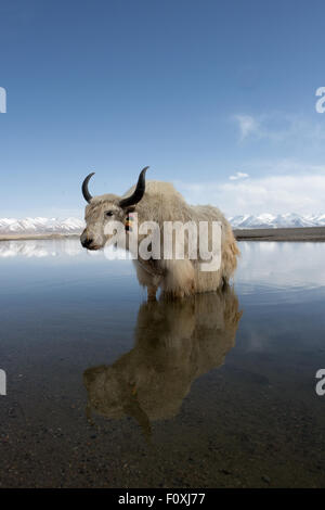 Kühl Paddel. In den ruhigen Gewässern des See Namtso, Tibet Yak stehen Stockfoto