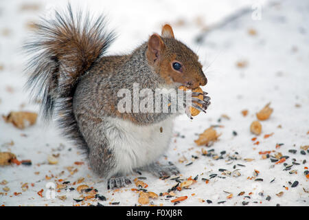 Östliche graue Eichhörnchen Essen Peanut Stockfoto