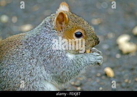 Östliche graue Eichhörnchen Essen Peanut Stockfoto