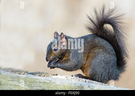 Schwarzen Eichhörnchen Eichhörnchen Essen Peanut Stockfoto