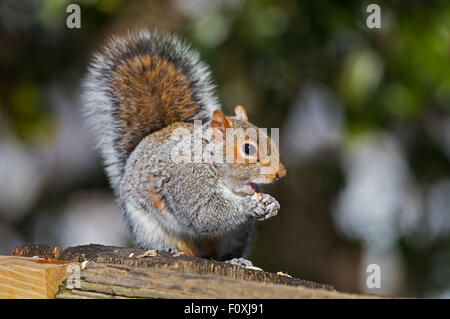 Östliche graue Eichhörnchen Essen Peanut Stockfoto