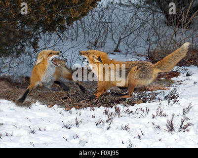 Rote Füchse kämpfen im Schnee Stockfoto